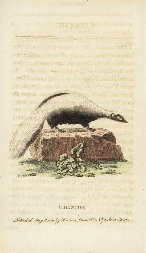 Amazon Striped Skunk Mephitis Mephitis Poster Print By Florilegius