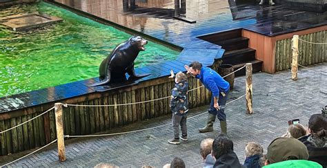 dolfinarium brengt zeeleeuwenshow terug focus ligt op educatie looopings