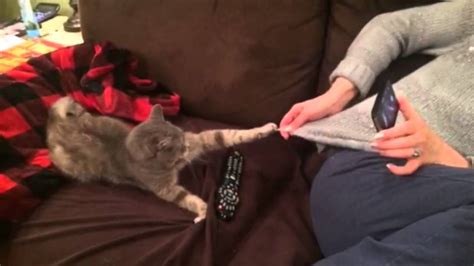 The Cats Claw Gets Stuck Youtube