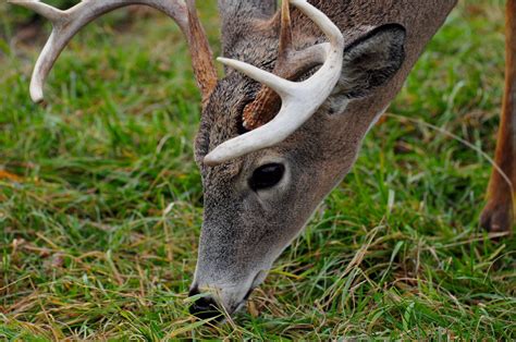 8 Points About Deer Antlers Sporting Classics Daily