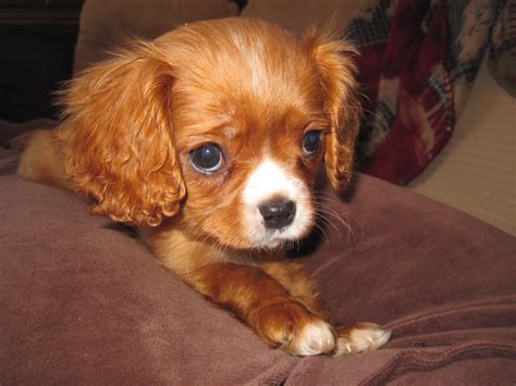 One way to determine the ancestry of your mixed breed is through a dna test. Cavalier King Charles Spaniel Puppies For Sale | Saint ...