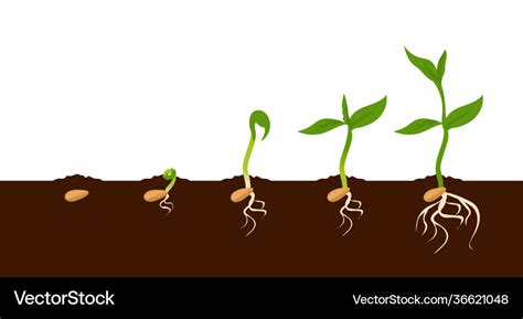 Growing Plant Sprout Growth Process Steps Vector Image