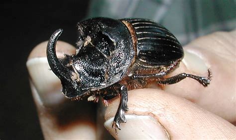 dung beetles all you need to know about about dung beetles dung beetle solutions international