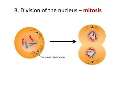 Which animal cells divide by mitosis. PPT - Cell Cycle Notes Cell Division — process by which a ...