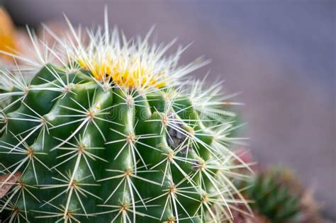 Green Spiky Cactus With Long Thorns Is Perfectly Protected And Adapted