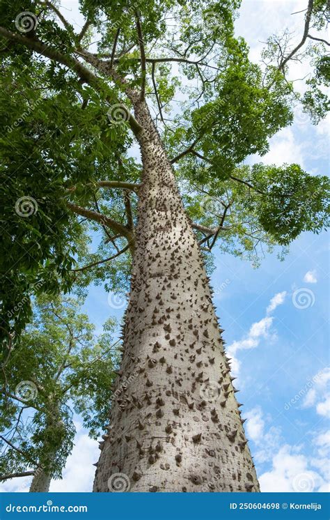 Bark Of Chorisia Speciosa Tree Silk Floss Tree Ceiba Speciosa Spiky