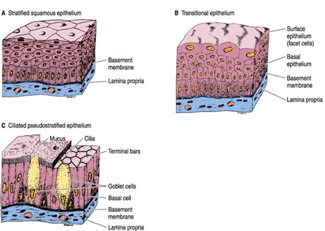 The Difference Between Endo And Ecto Epithelium Steve Gallik