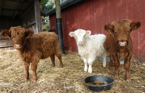 Barnyard Animals And Petting Zoo Bengtsons Pumpkin Farm