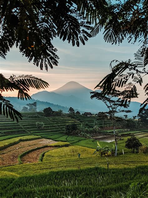 Hình nền Sawah - Top Những Hình Ảnh Đẹp
