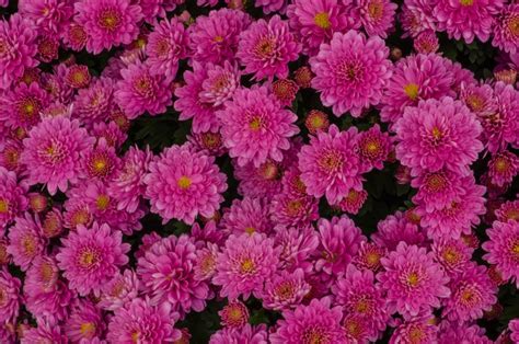 852612 Chrysanthemums Closeup Many Pink Color Rare Gallery Hd