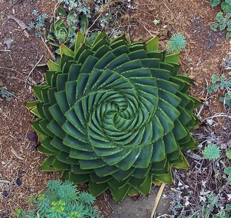 15 Images Of Geometrical Plants For Those Who Love