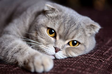 15 Gorgeous Grey Cat Breeds Youll Love I Discerning Cat