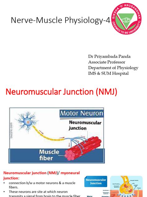 Nerve Muscle Physiology 4 Pdf Neuromuscular Junction Muscle