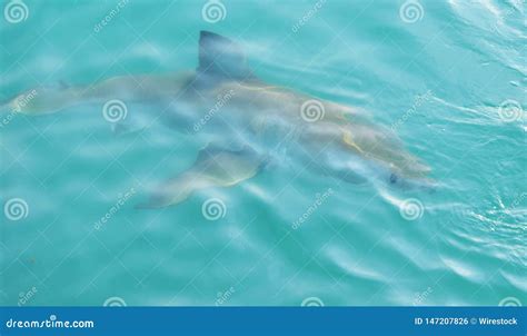 Great White Shark Chasing Meat Lure Close To Diving Cage Stock Photo