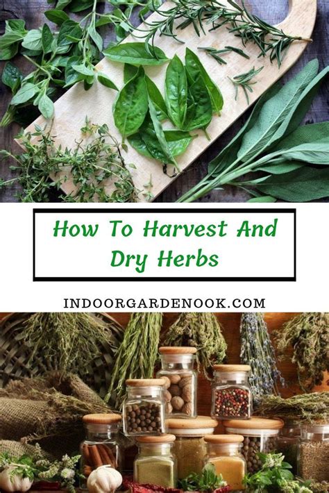 How To Harvest And Dry Herbs Indoor Garden Nook Growing Herbs In