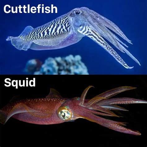 14 Extraordinary Cuttlefish Facts The King Of Camouflage Odd Facts