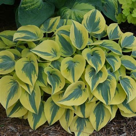 Hosta Shadowland Autumn Frost 1 Ted Lare Design And Build