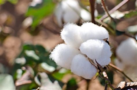 Cotton Cultivation Harvesting Uses Profit Potential