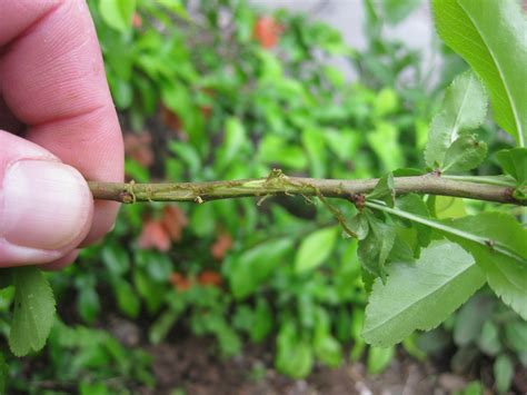 Bend a branch in a u shape near at least one node and remove the leaves near the u shape. Plant Propagation: Layering