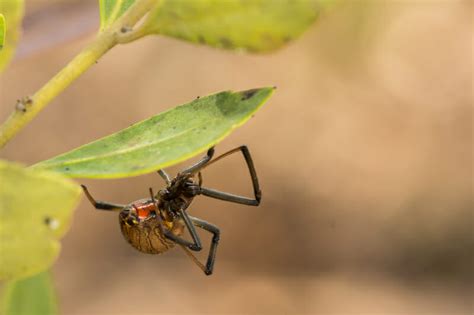 Most Common Spiders In Florida 65 Pictures Camping Fun Zone