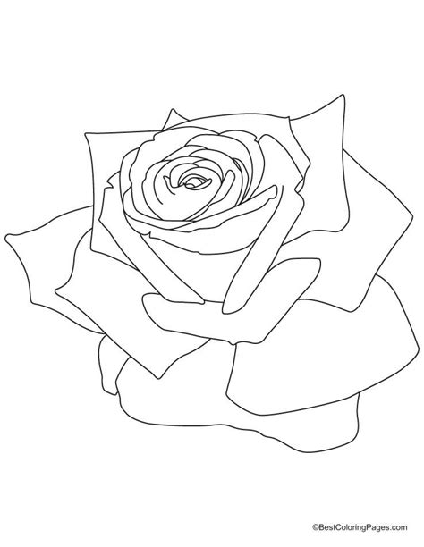 Безплатни картинки за рози за да оцветите изтеглете безплатни