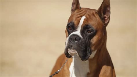 Boxer A Dog Lovers Introduction Youtube