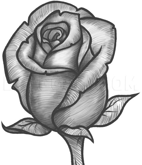 How To Draw A Very Detailed Rose Sohowt