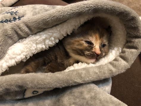 New Born Kitten Cuddling In A Blanket Aww