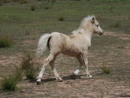 Adoption free horses for sale. Various Miniature Horses FOR SALE ADOPTION from Mudgee New ...