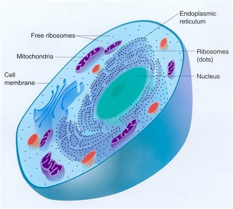 Plant cells also have a large central vacuole, while animal cells without cell walls, plant cells would continue to absorb water by osmosis until they burst, but the rigid cell walls place a limit on how much water can. Jaewon's e-portfoloio: August 2011