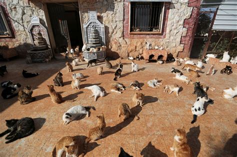 Syrian Cat Sanctuary Home To Over 1000 Felines Stranded By War Daily