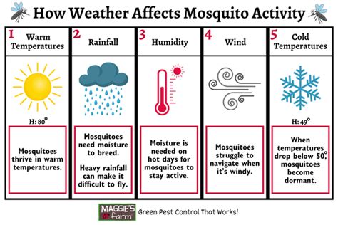 How Weather Affects Mosquito Activity Maggies Farm Ltd