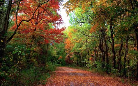 Autumn Forest Path And Leaves Wallpapers Autumn Forest
