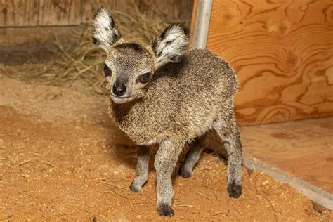 Floridas Brevard Zoo Welcomes New Baby Klipspringer Antelope
