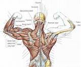 Teres Major Muscle Exercises Pictures