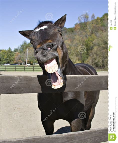 Funny Joke Stock Photo Image Of Humor Horse Humorous