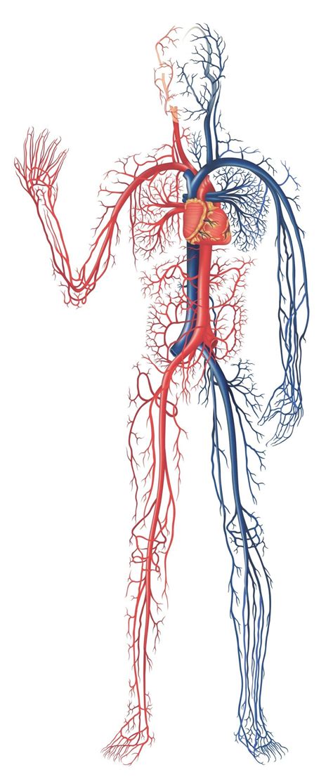 Blood vessels are the body's highways that allow blood to flow quickly and efficiently from the heart to every region of the body and back again. Circulatory System. My Grandson is three. This picture now is "the railroad tracks " for his ...