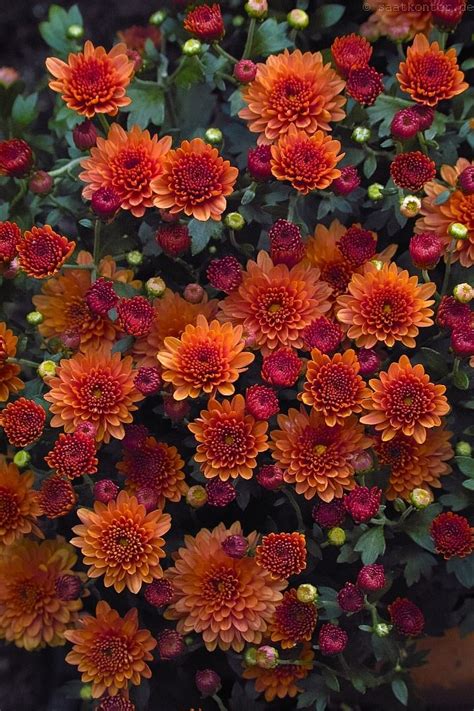 An Arrangement Of Orange And Red Flowers With Green Leaves