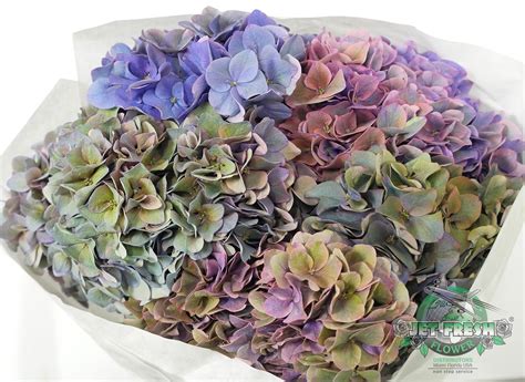dutch rodeo classic hydrangea so many gorgeous shades in one variety