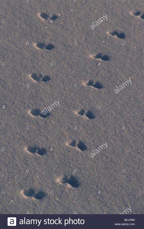 Animal Tracks In Snow Alaska Winter Stock Photo Alamy