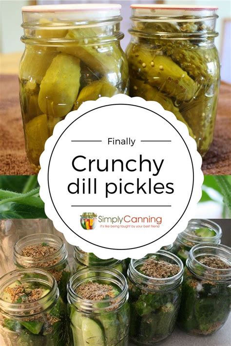 Dill Pickle Recipe Finally Im Getting The Crunch Simplycanning