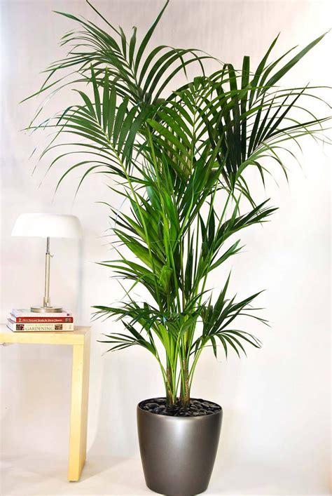Kentia Palm Medium Houston Interior Plants