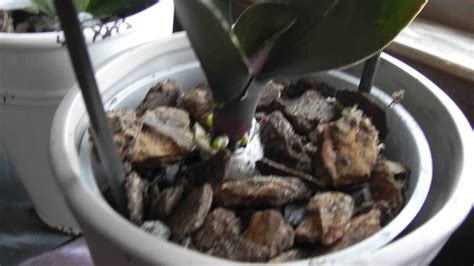 However, if you just give it time you will have some beautiful keikis with here is a dendrobium kingianum with keiki. ORCHID NO ROOTS USE HONEY PART 3 | Orchid care, Orchids, Food