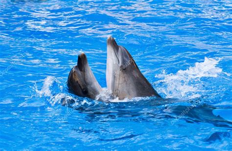 Couple Of Dolphins Dancing — Stock Photo © Tan4ikk 3606814