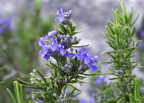 Rosemary Plant How To Plant Grow And Care For Rosemary Plants