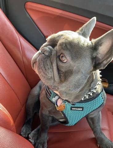 Therefore, i advise every future frenchie owner not to look only for a breeder in his/her vicinity. Rati, French Bulldog Stud in Scotch Plains, New Jersey