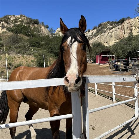 Tilly in arena portrait 4-17-22 - Hanaeleh Horse Rescue and Advocacy