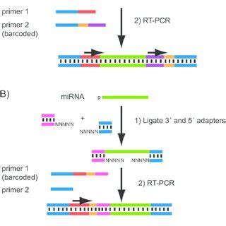 Our pipelines for amplicon ngs sequencing. Basic workflow for NGS library preparation. RNA or DNA is ...