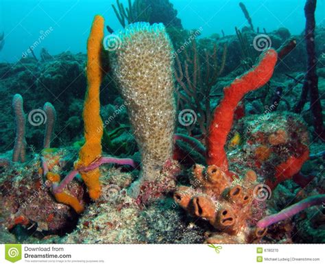 Colorful Coral Reef Stock Photo Image 6780270