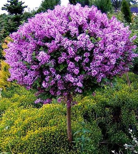 Korean Lilac Tree Hydrangea Tree Limelight Hydrangea Hydrangea Not